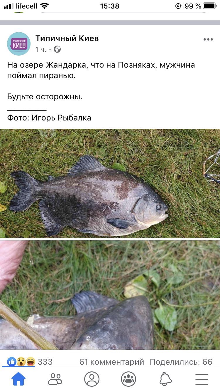 Чему удивляться. Киев. Позняки. Одно из озёр. Вот такой улов. етить. Я х.з., теперь нуна купаться в бронетруселях? Она типа будет разбираться где червАк а где. . .не пофиг чё кусать?